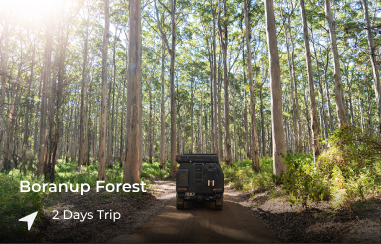 Boranup Forest, Margaret River, WA